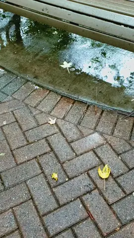 #rain #September #rainyday #leaf #Montreal 