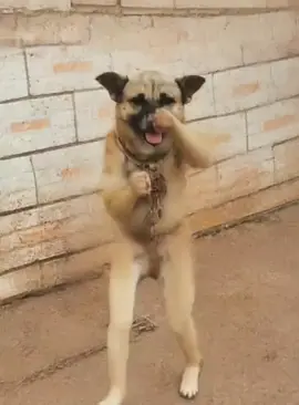Kungfu dog #xuhuong #dog #kungfu #funnyvideos #dogdance 
