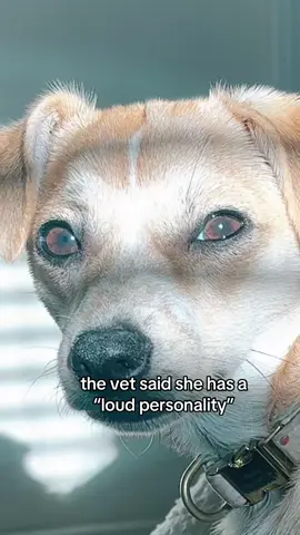 not just an eye roll but a whole head roll🫨 #dogsoftiktok #chihuahua #puppy #fyp #vet 