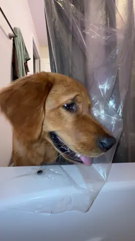 if you have a #goldenretriever then you know you can never take a bath alone lol #miamibeach #dogsoftiktok 
