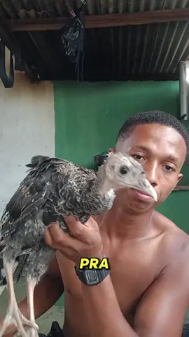 como tratar doença em aves #aves #doença 