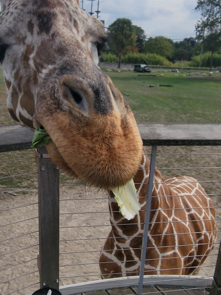Check out some of my favorite parts from my trip to the Toledo Zoo!