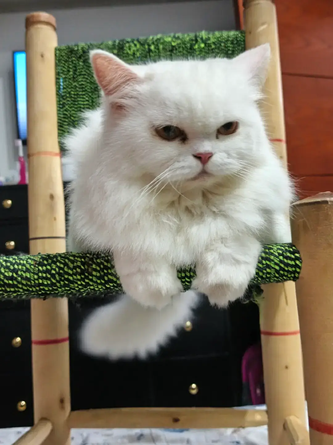 my beautiful✨✨❤❤ kitty  #catsoftiktok #foryoupage #cats  #kitty #catslovers 