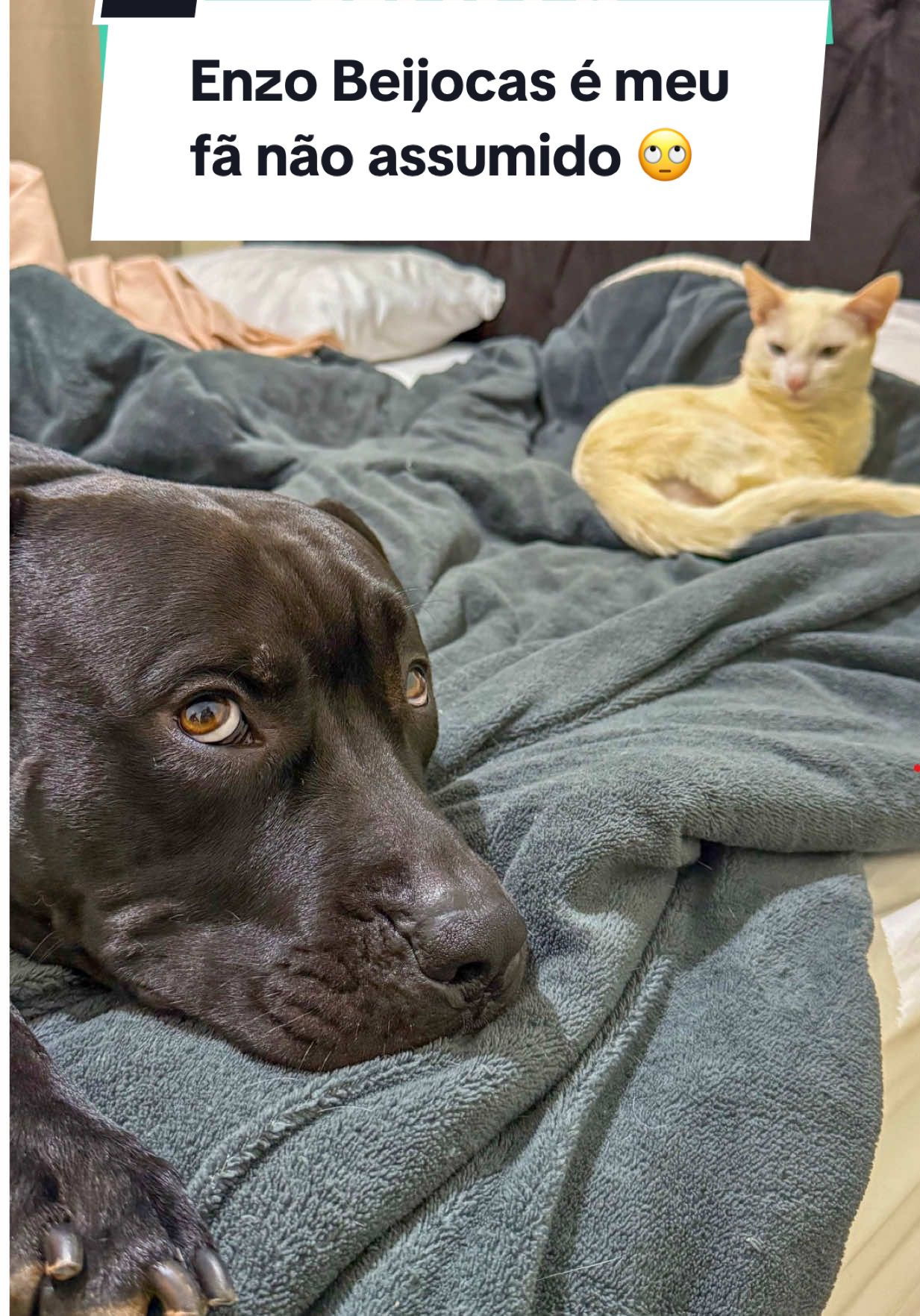 Enzo Beijocas é meu fã não assumido 🙄 Será que em breve passaremos de rival para amigos? 😳 #cachorros #cachorro #gato #gatos #pitbull 