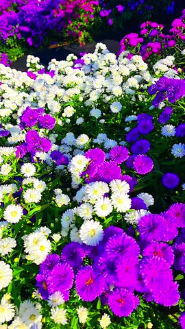 #감악산꽃별축제  #감악산아스타국화축제  #감악산풍력발전소단지  #거창별바람언덕 