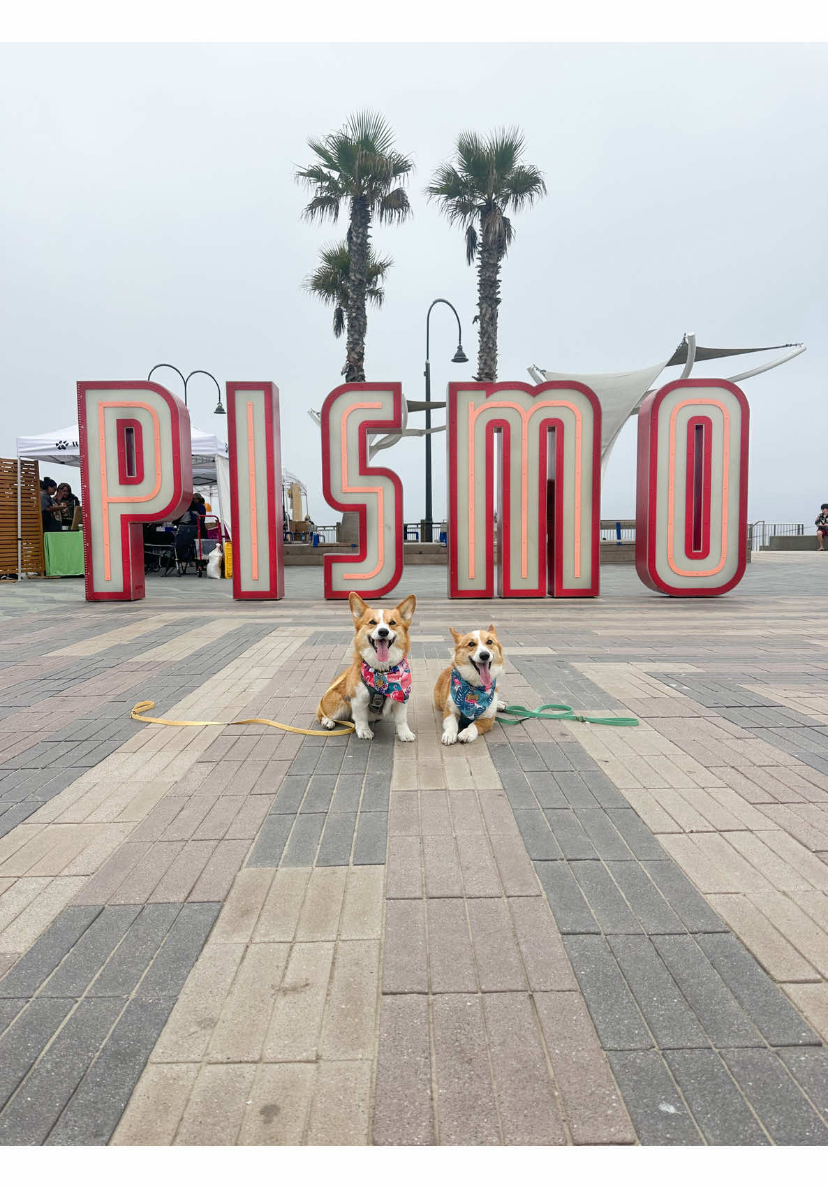 Take us back to Pismo 🩵🌊 #pismobeach #dogfriendlytravel #corgis #pismocorgifest #captainandtony 