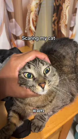 #thechosen112 #fypage #cat #funnyvideo #catsoftiktok 