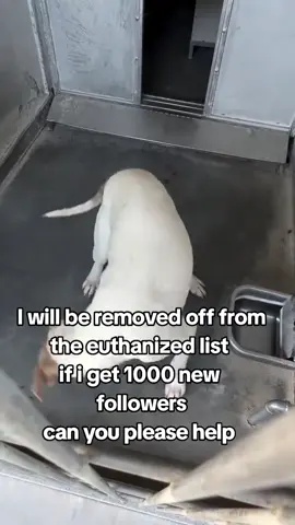 Update: Rescued. Dash is going to be euthanized at 2 PM today 9/25/25 if the shelter kennels start to fill. They currently have eight open kennels, but I’m unsure how many intakes the field officers are bringing in this afternoon.  He is taking treats very gently, tail wagging and crying when I walk away. Please share him.  #A816462 Monday - Friday: 10am - 6:30pm Saturday - Sunday: 10am - 5pm