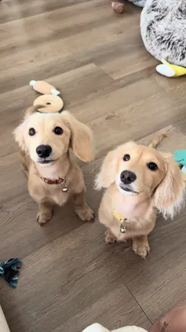 Trying to expand my dog pack!! #minidachshund #dogpack #doglover #dogmom #followforfollow 