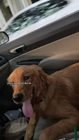 Golden retiever #golden #goldenretrieverlife 