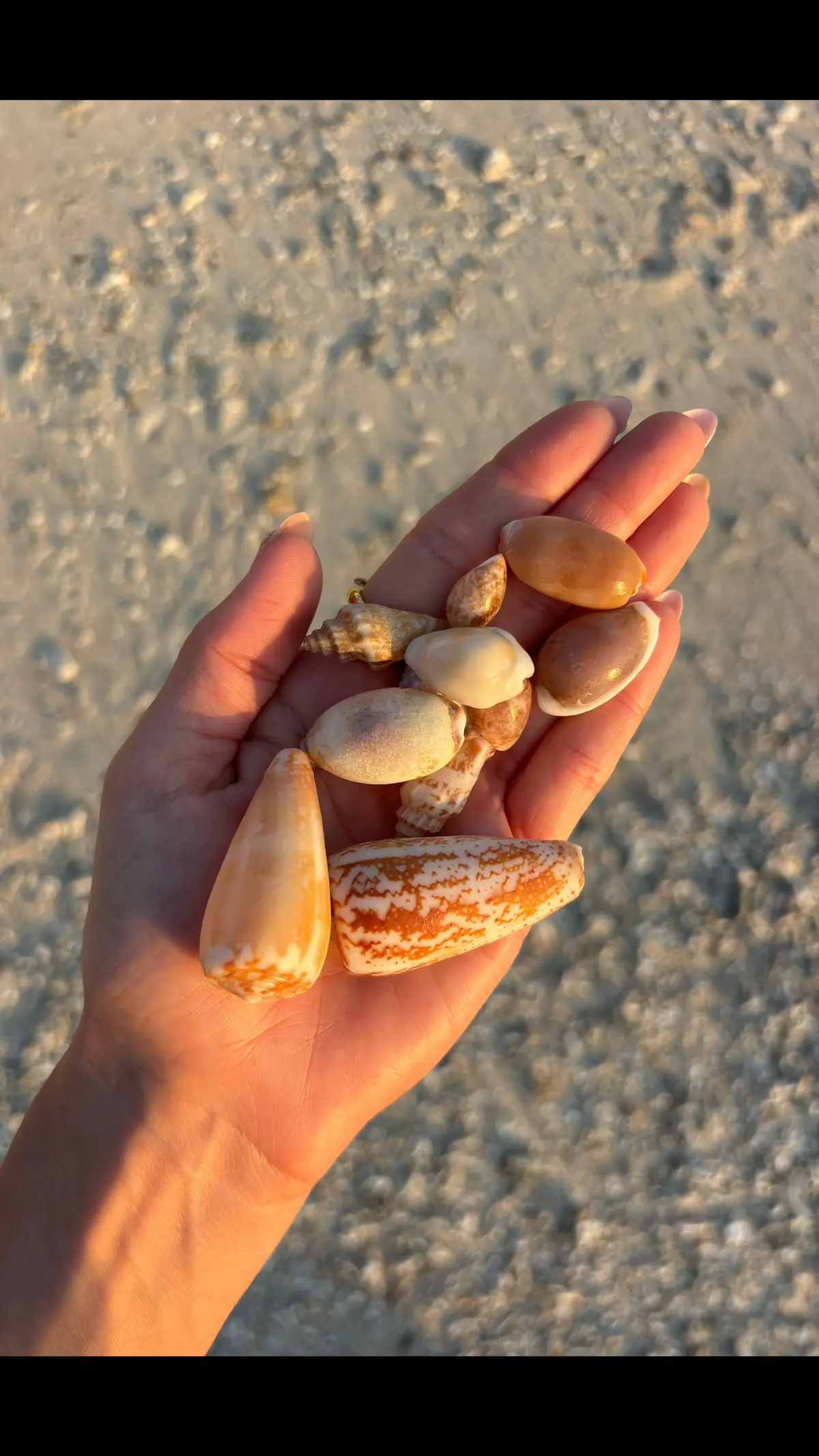 I hit the shell jackpot today 😍  #shells #cowrie #shell #ocean #fyp 