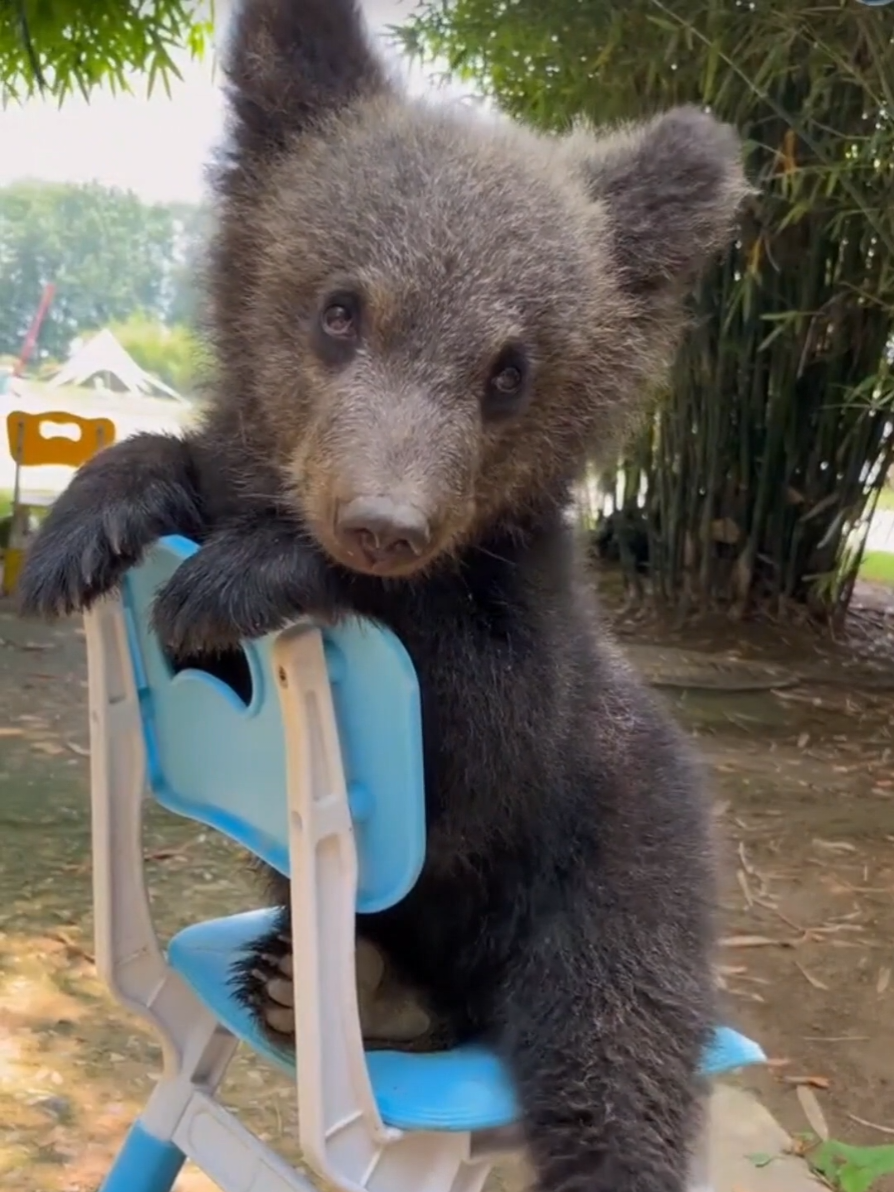 Love little bear ❤️ #bears #animallover #wildlife 