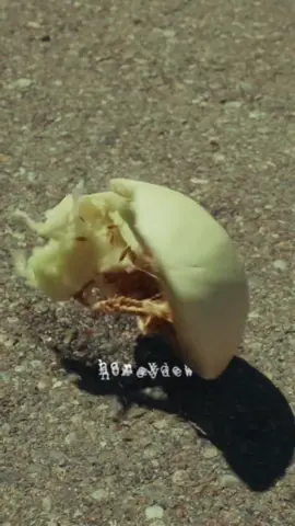 Don’t worry, I fed it to my tortoise after. Honeydew      9/26 Link in bio