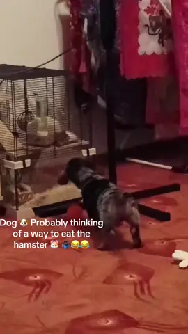 #puppylove #dogsofttiktok #puppies #dogmom #doggy    Hello Everyone ❤️🌹🇳🇬