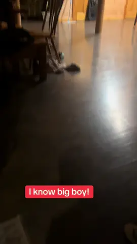 I know big boy! #dogsoftiktok #dog #dogs #fyp #fypシ 