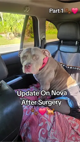 Update On Nova After Surgery Part 1🐾❤️🐕 #dogsoftiktok #tiktokpets #adorabledog #PetsOfTikTok 
