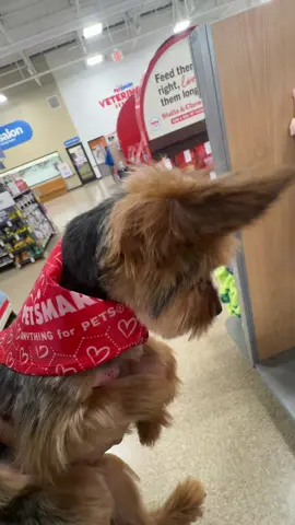 Baby Bosun is a horror fan too!. #babybosun #yorkie #dog #michaelmyers #angeloispetty 