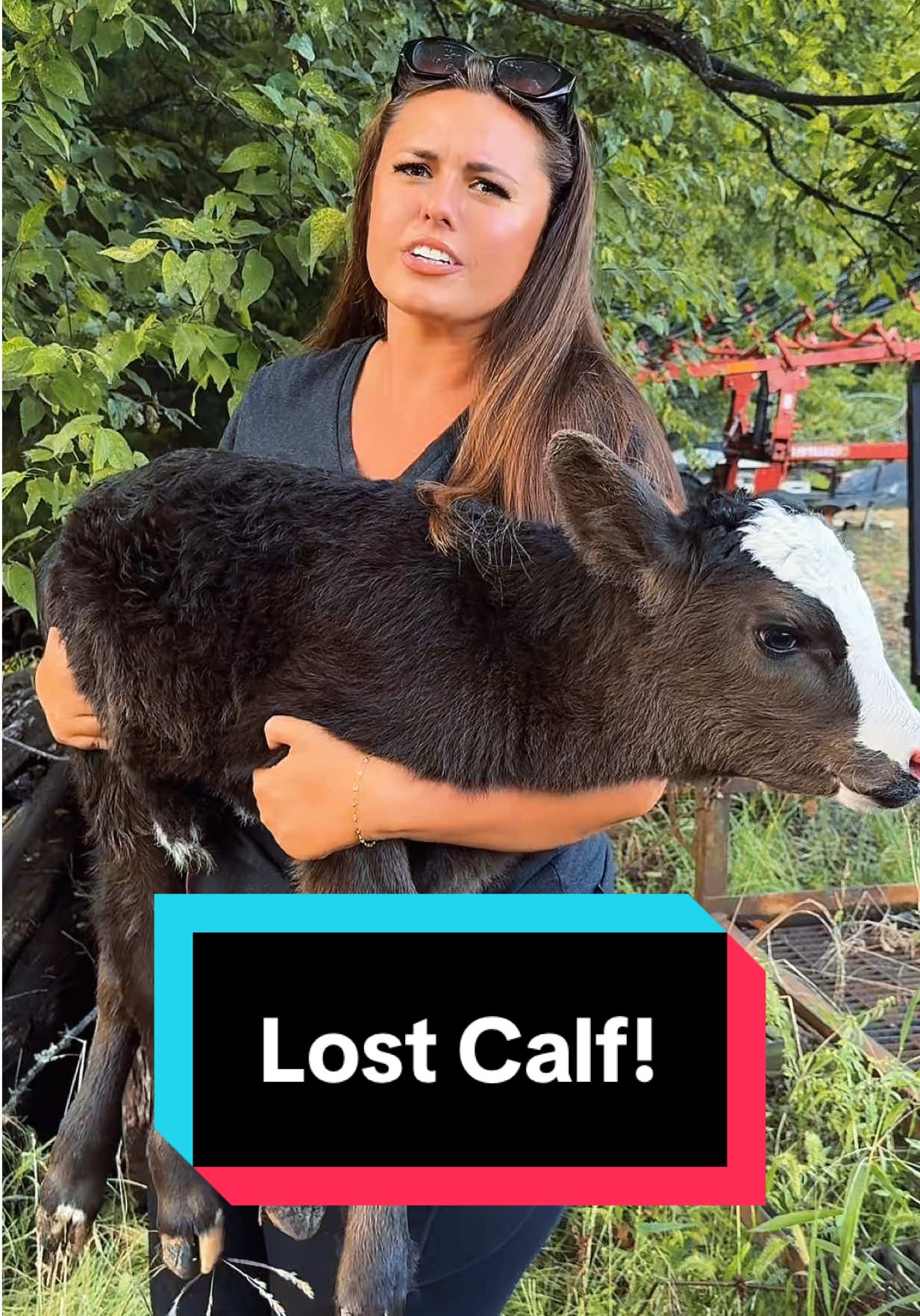 This time, the calf was ACTUALLY lost!🐮 #newborncalf #simmental #calvingseason #simmentalcattle #heifercalf 