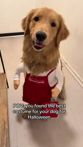 Found da pawfect costume for Halloween frens employee of da month because I love shoppy 🥰 #fyp #homegoods #dogcostume #goldenretriever @HomeGoods 