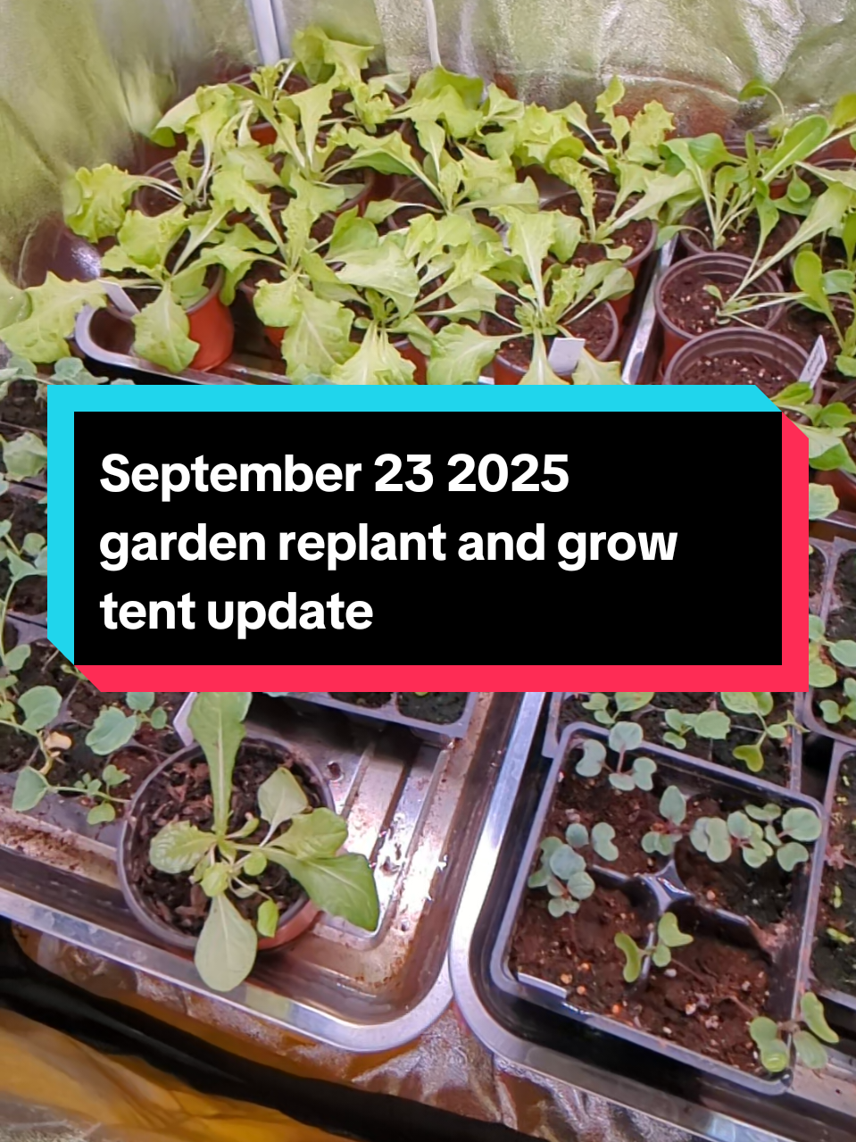 Replanting the garden seeds today Sept 23. The peas are the only thing that came up from my September 1 planting, it was just too hot. We'll see if these take. #plantingseason #usdazone9b  #garden #grow #arizona 