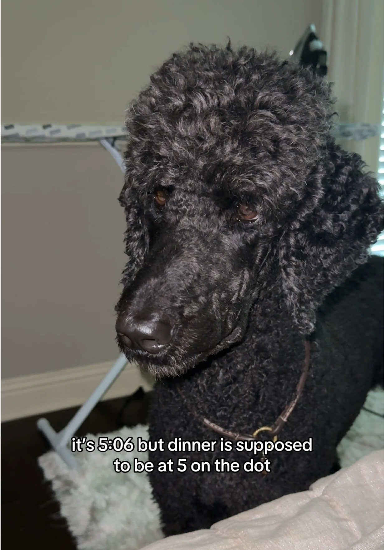 he huffs and puffs at me so i was doing it back to him and he was not amused. #poodle 