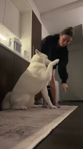 9 months ago he didn’t know any commands (we adopted him) but he’s doing such a good job!!!! @icethewhitehusky  #huskysoftiktok #huskylife #adoptdontshop #adopteddog #adoptedhusky 