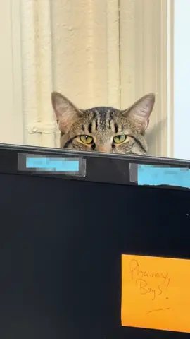 A day with ✨Jelly✨ #catsoftiktok #tabbycatsoftiktok #catlover #fyp #trending 