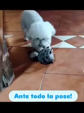 #dog #comedia #humor #paratiiiiiiiiiiiiiiiiiiiiiiiiiiiiiii #paratiii 