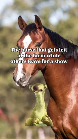 Apparently horses can get FOMO too 😅 #horsetok #horsesoftiktok #equestrianlife 