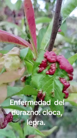 #enfermedad del durazno#cloca, lepra durazno. La cloca del durazno conocida como la lepra o abolladura del durazno, es una enfermedad causada por un hongo, que deforma y daña las hojas, dificulta la fotosíntesis afectando la calidad de la fruta. 