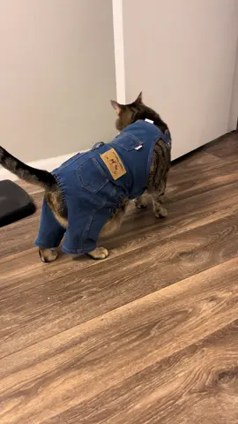 Work never ends for Orion