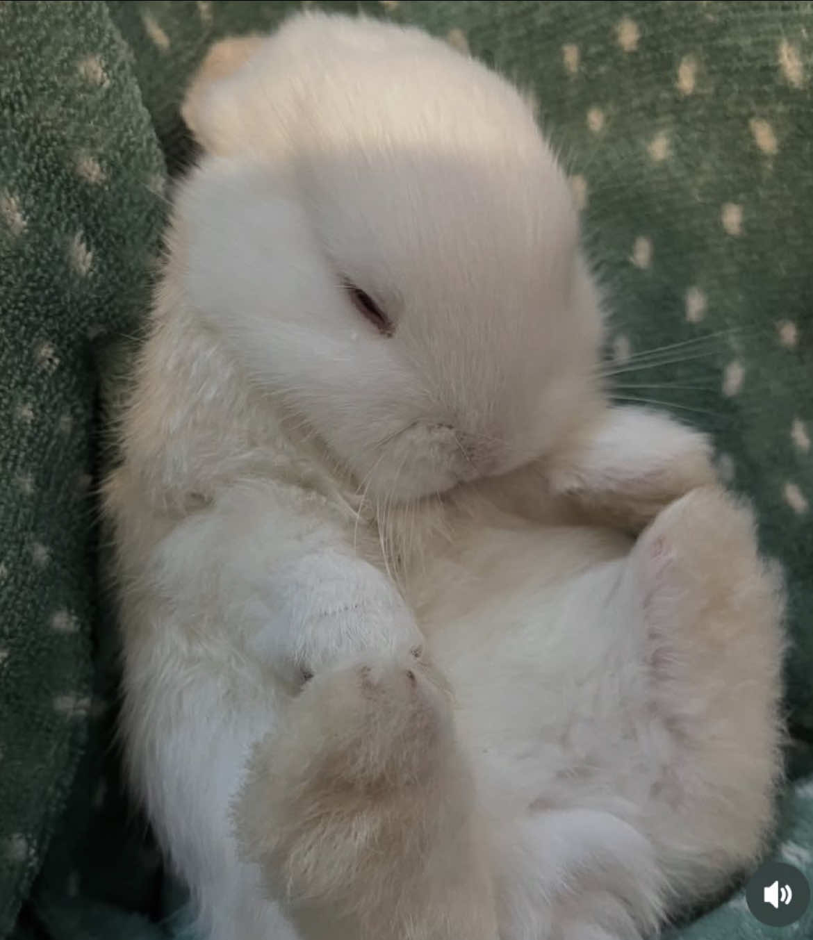 Lala faz carinho em Purin quando ainda estava viva. Ainda chora ao lembrar da coelha 🐰 #coelho #luto 