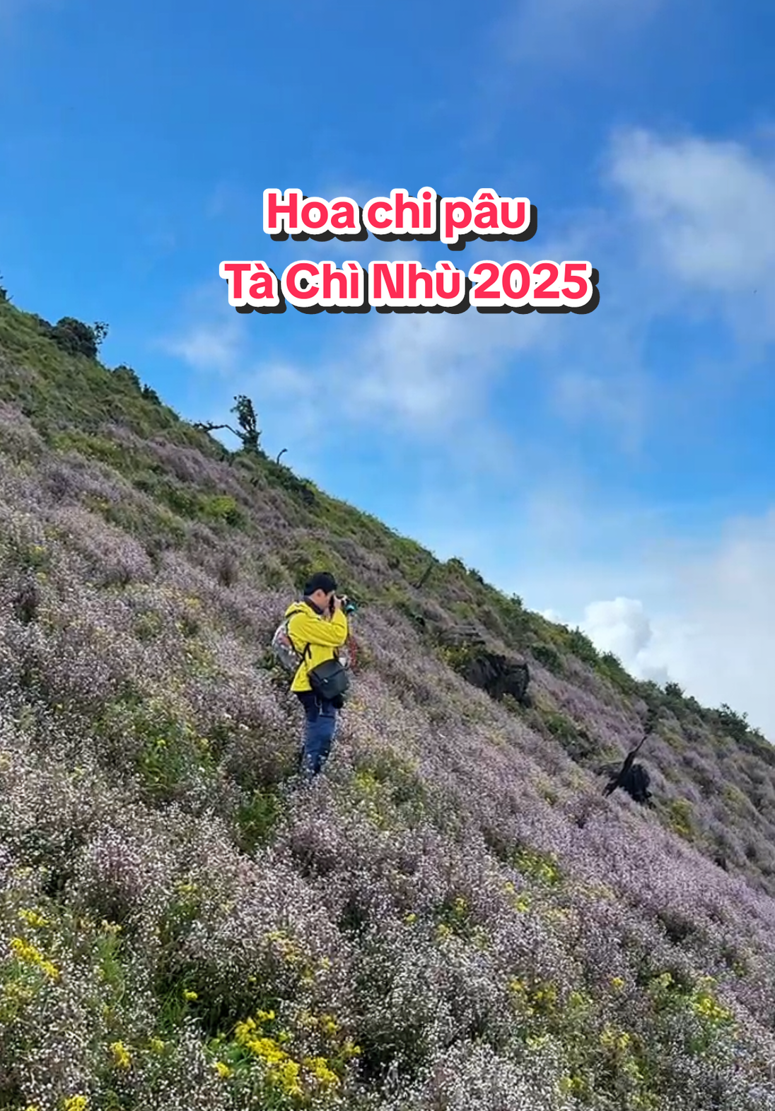 Cuộc sống như vậy mới là tuyệt vời  Hoa chi pâu Tà Chì Nhù 2025 #leonui #trekking #tachinhu2979m #tachinhu #duyanhtravel 