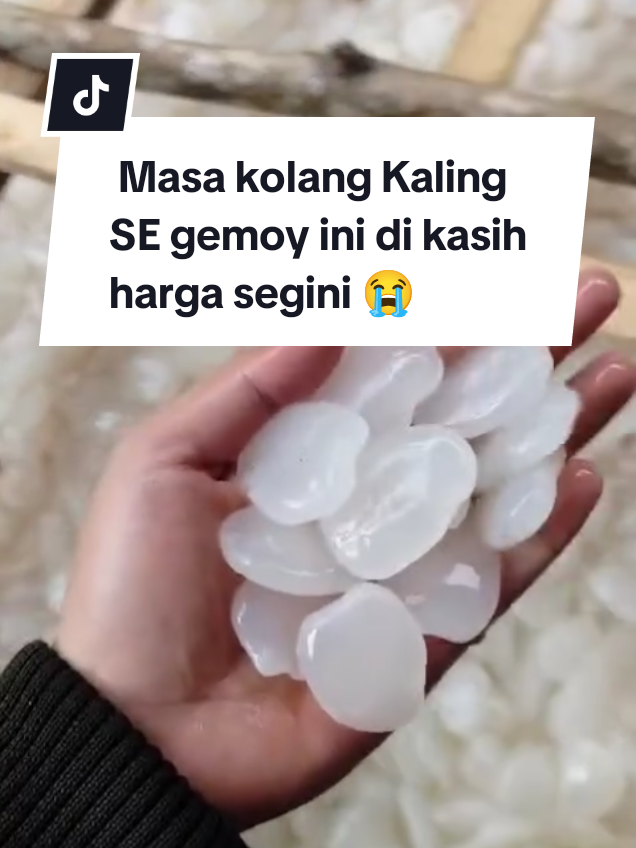 promo 1kg kolang Kaling nya Kaka gemoy gemoy gede gede buruan di cek out sekarang juga 🔥🤩🛍️#kolangkaling #kolangkalingmuda #kolangkalingmuda #kolangkaling #kolangkaling 
