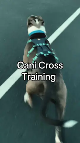 #canicross #Running #ruffwear @Ruffwear 