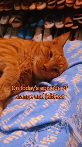 Orange and jobless #orangecat #fyp #funnycat #jobless #cat 