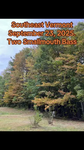 #smallmouthbass #fishing #leaves #autumn #vermont The leaves are popping in places. I rode the bicycle down to a spot on the Connecticut River and caught two decent smallmouth bass. It’s always fun with the Rebel Pop-R. 