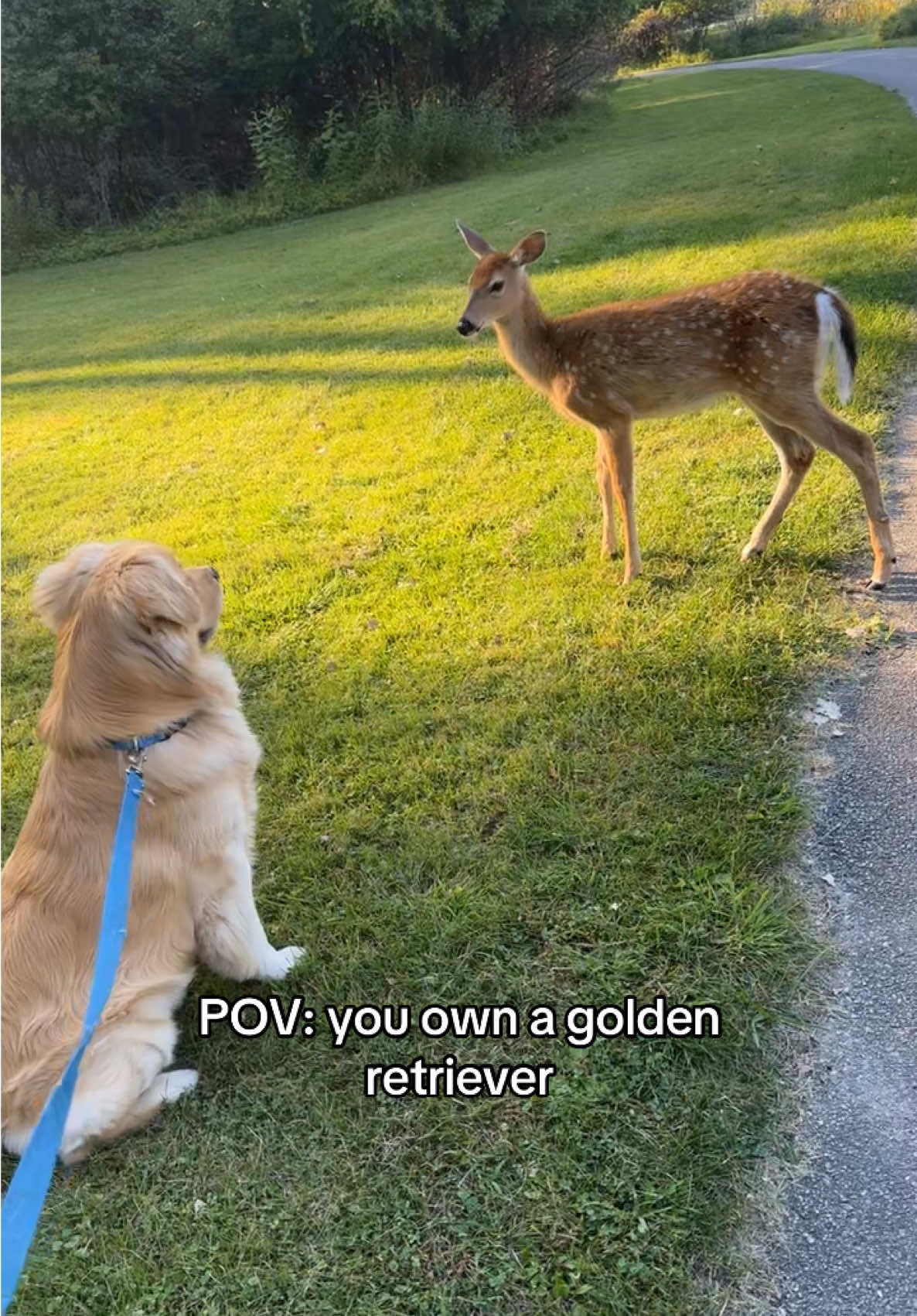 Duke is not very aware of his surroundings #goldenretrieverlife #dogsoftiktok #fyp #goldenretriever #foryoupage