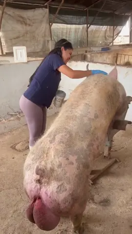 🐖✨ Trabajando con este hermoso Pietrain Alemán ❤️👩🏻‍🌾❤️💋#Pietrain #Pig #Cerdo #Farm #Granja