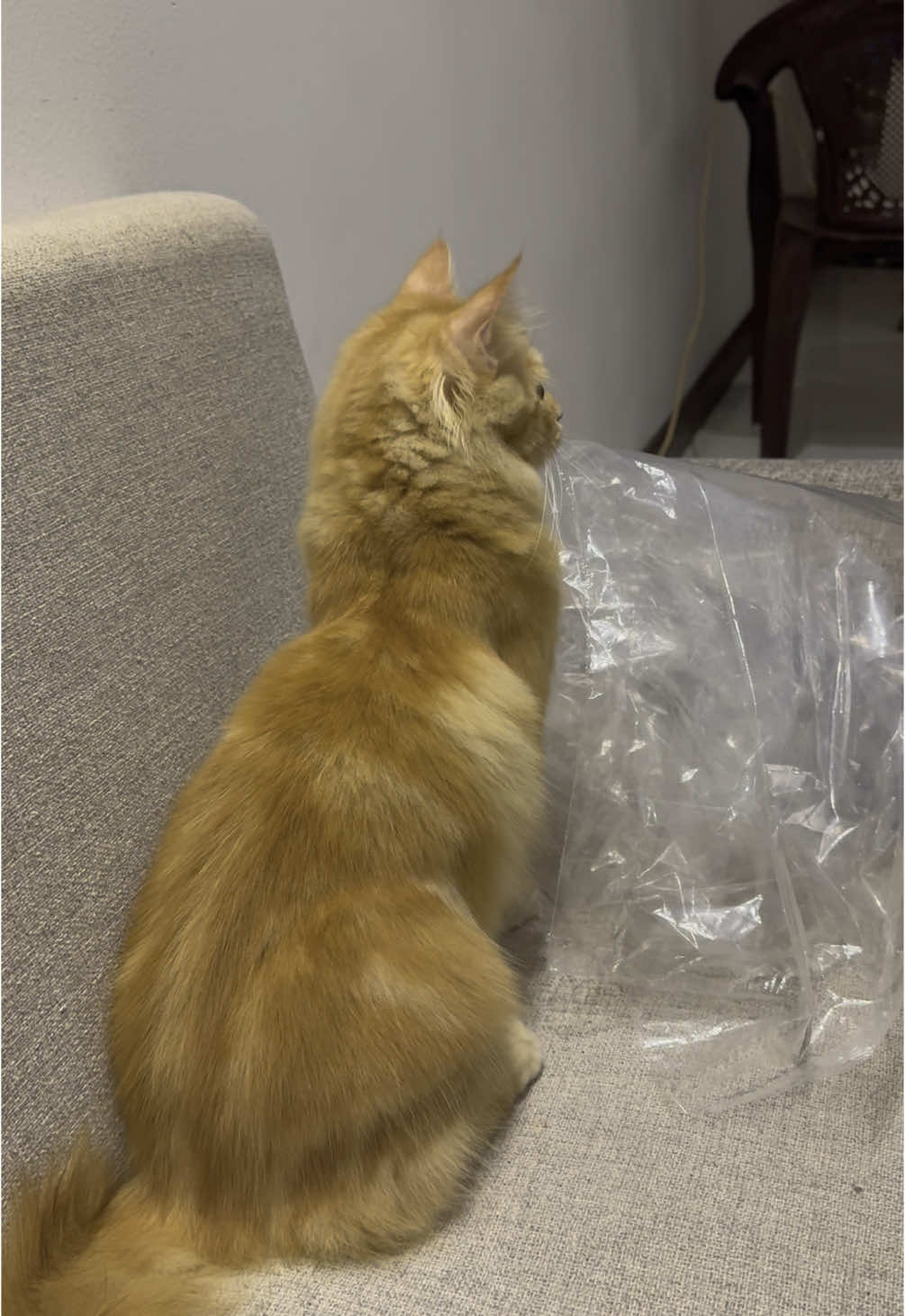 #creatorsearchinsights #leothecat #orangecat #TrendingNow #PetsOfTikTok #persiancat #gingercat 