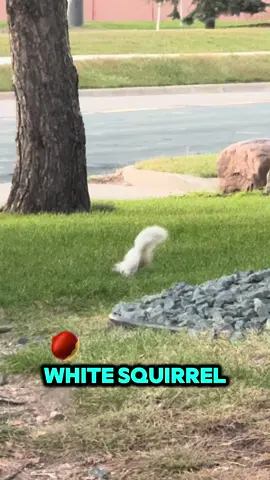 #CapCut #squirrel #white #cool 