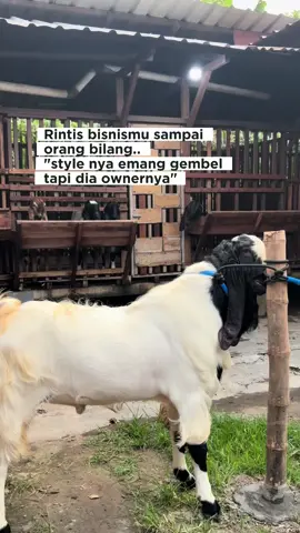Sederhana mawon #peternakkambing #fyp #kambingetawa #dombatexel #kambingetawakaligesing 