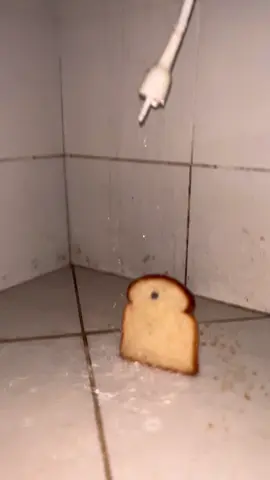 bread #bread 