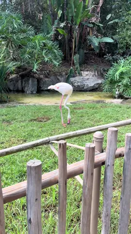 🍑🦩 #flamingo #zoo #bodyodychallenge #bodyoddyoddy #funnyanimals @Megan Thee Stallion 