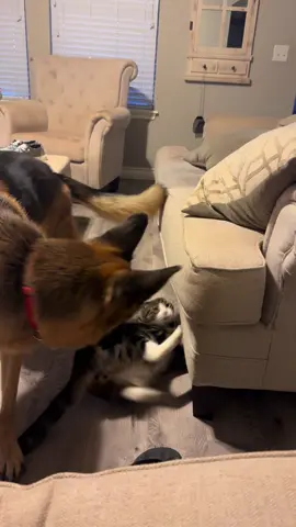 Siblings 🫣🤦‍♀️😌#hawkeye #thor #germanshepherd #catsoftiktok #dogsoftiktok  