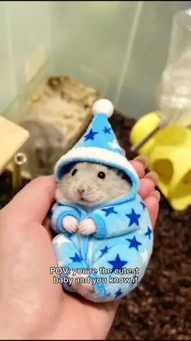 The coziest little guy #hamsterclothes #cutehamster #petcostume