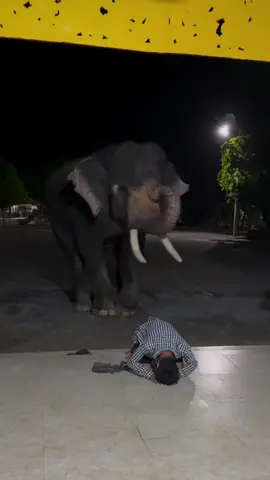 ရွှေကူးမောင်ကဘုရားတရားလည်းသိတတ်တာပဲနော်😁😁#လောကသရဖူဆင်တော်မင်္ဂလာ #အလှုဝတ်လှည့်ဆင် #🐘🐘🐘🐘🐘🐘 @Lin Myat Oo @လောကသရဖူဆင်ဦးစီးလေး @Akk @👩‍❤️‍👨♥️♥️♥️Waiyan💐💐💐 @လောကသရဖူ ဆင်တော်မင်္ဂလာ @လောကသရဖူဆင်တော်မင်္ဂလာ 