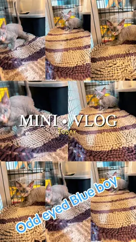 #nadacatzflorida #devonrexoftiktok #devonrexflorida @jeannefiedor 