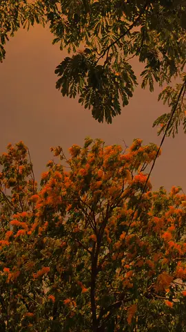 اللهم ارزقني راحة البال والحكمة مما مررت به في حياتي. كل ما أتمناه هو الشفاء من المشاكل التي لم أخبر بها أحدًا. Semoga Allah memberikan ketenangan hati dan hikmah,dari apa yang terjadi pada hidupku. Aku hanya berharap sembuh, dari masalah yang tak pernah aku ceritakan kepada siapapun. #sadsong💔 #sadvibes🥀 #masukberandamuu #instrumenarabic #arabic 