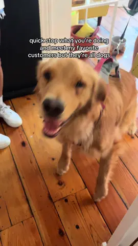why would i get a dog when i can be an auntie to everyone else’s #dogsoftiktok #cafe #barista #philly #thingstodo 